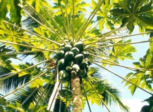 Papaya, die Frucht aus welcher Manju entsteht